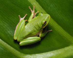 Naklejka premium Squirrel Tree Frog on Green Tropical Plant