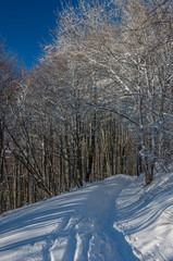 Obraz premium Winter landscape - footpath in snow