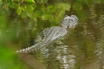 Alligator in Louisiana Bayou