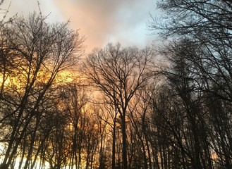 fiery colorful winter sunset over forest