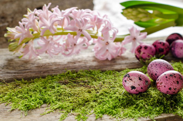 Beautiful Easter background with green moss and pink hyacinth