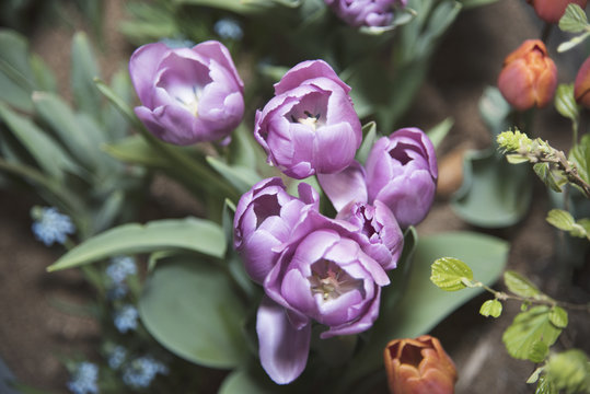 flourishing tupil