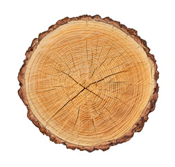 Wooden stump isolated on the white background. Round cut down tree with annual rings as a wood texture. Cross section of large tree. - 141418720