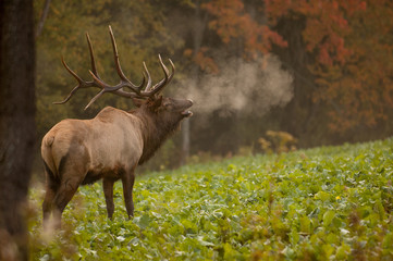 Bull elk bugling in fall with breath showing.
