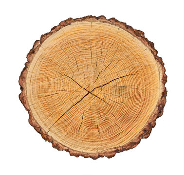 Wooden stump isolated on the white background. Round cut down tree with annual rings as a wood texture. Cross section of large tree.