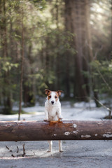 Dog jack russel terrier outdoors in the forest, happy