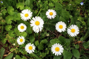 Daisies and forget-me-nots flowers