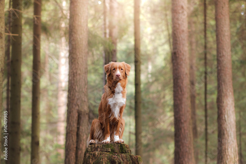 Nova Scotia Duck Tolling Retriever Dog On Nature In The