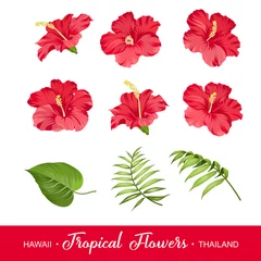Fototapete Tropische Pflanzen Set tropische Blumenelemente. Sammlung von Hibiskusblüten auf weißem Hintergrund. Vektorillustrationsbündel.