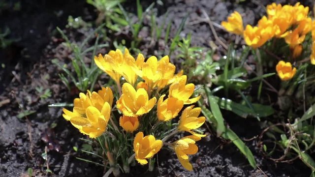 Yellow blooming crocuses with water drops in light breeze. Sunny day.