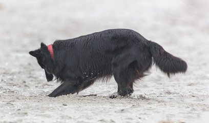 Hund am meer