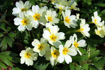 Primrose flowers on the ground