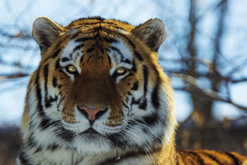 Fototapeta na wymiar Siberian tiger portrait