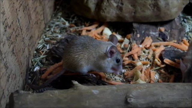 Northeast african spiny mouse