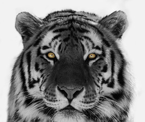 Naklejka premium Black and white Siberian tiger portrait