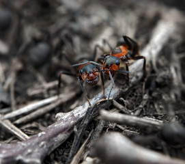 Ants friends hug each other and making photo