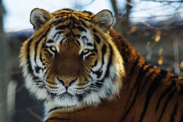Siberian tiger portrait