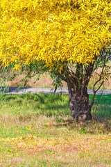 Pattern of bright yellow autumn leaves on a sunny day. Background on the theme of beauty in nature.