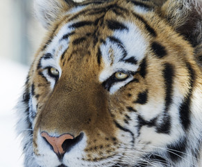 Siberian tiger portrait