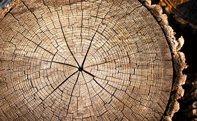 Neutral brown tree rings textured surface with cracks. Round large tree trunk outside in nature
