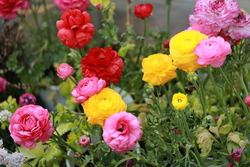 ラナンキュラスの花