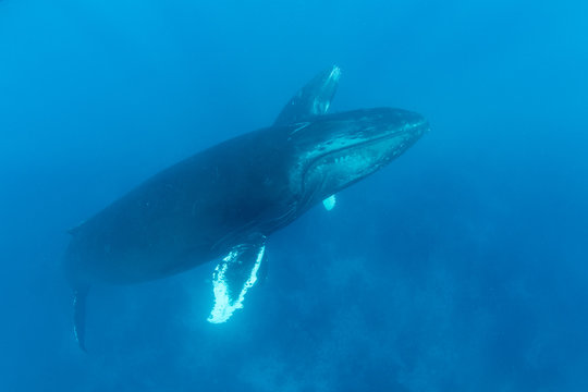 Humpback Whales Rise to the Surface of the Caribbean Sea