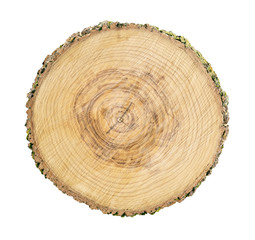 Fototapeta premium Large circular piece of wood cross section with tree ring texture pattern and cracks isolated on white background. Detailed organic surface from nature.