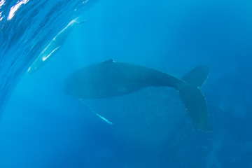 Blue Water and Humpback Whales