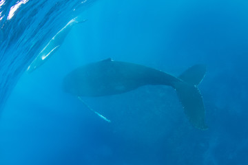 Naklejka premium Blue Water and Humpback Whales