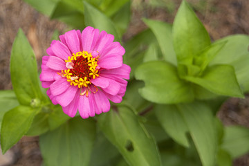 Obraz premium Flower