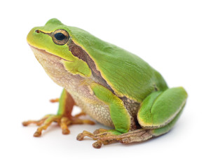 Green frog isolated.