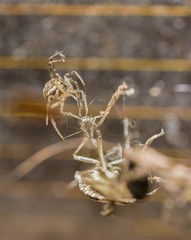 Spider hunting for a bug in the garden close up