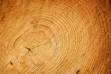 Fototapeta premium Large closeup of aged tree ring surface. Warm orange and yellow tones with rings and cracks.