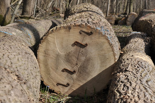 Holzwirtschaft: Gefällte Schwarznuss-Stämme (Juglans nigra), vorbereitet zum Abtransport