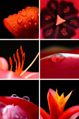 Collage of extreme close up shot of petals and dew