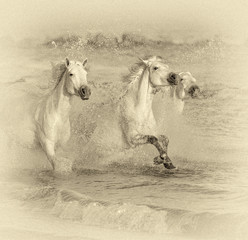 White Camargue Horses galloping along the beach in Parc Regional de Camargue - Provence, France (stylized retro, addition of pseudo film grain)