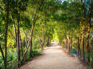 avenue of trees in the park