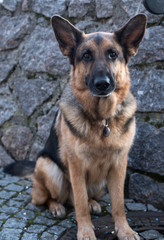 German Shepherd