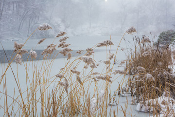 Obraz premium Blizzard in Central Park. Manhattan