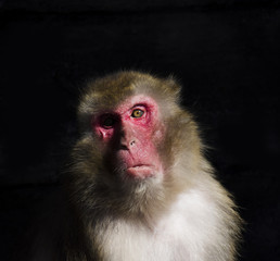 Japanese macaque also known as the snow monkey
