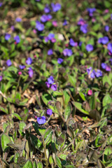 Spring blooming ground cover in a garden
