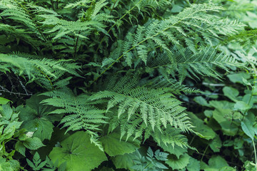 Green fern