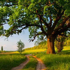 Landscape showing giant oak beside country road on sunny summer day.