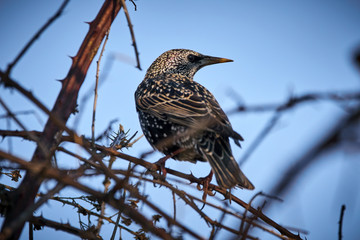 Starling perched in a bush