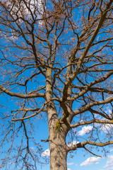 Big oak with barren branches in the spring