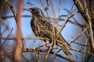Fototapeta premium Starling perched in a bush