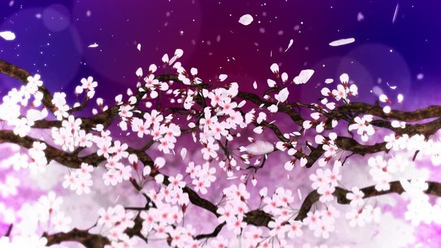 満開になる桜の花びら 紫 ループ