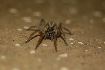 Spider on tile 