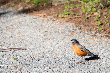 American Robin on a gravel garden path in the spring
