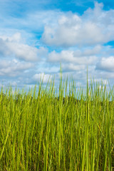 Grass and cloudy sky